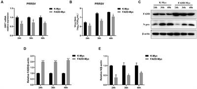 FADD promotes type I interferon production to suppress porcine reproductive and respiratory syndrome virus infection